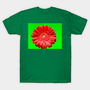 Red gerbera on green T-Shirt